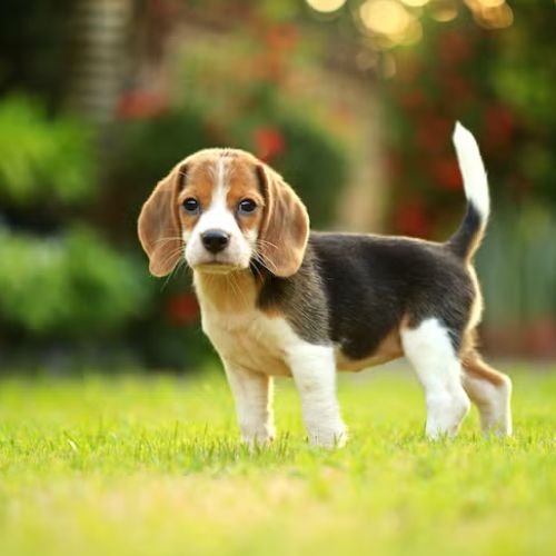 Puppies For Sale In Ghaziabad