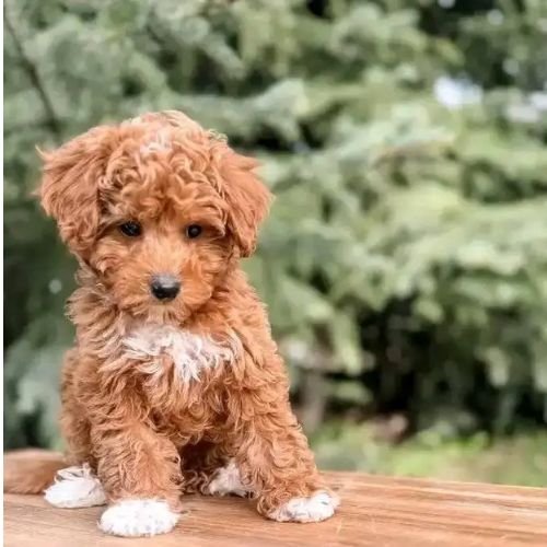 Puppies For Sale In Delhi